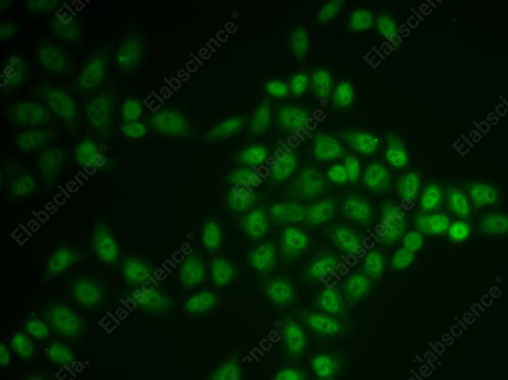 Иммунофлуоресценция, BTG1, клетки U2OS