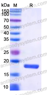 YHK92502, SDS-PAGE