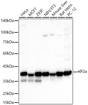 Валидация Elabscience E-AB-62069