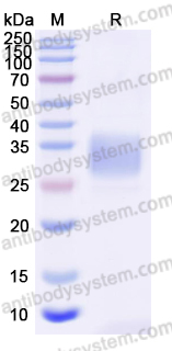 EHF99301, SDS-PAGE