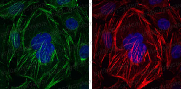 Валидация IF - AntibodySystem RHF52703