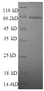 SDS-PAGE