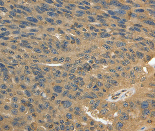 Валидация Elabscience E-AB-10465