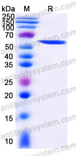AHC82401, SDS-PAGE