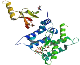 Glial Cell Line Derived Neurotrophic Factor (GDNF) Glial Cell Line Derived Neurotrophic Factor (GDNF)