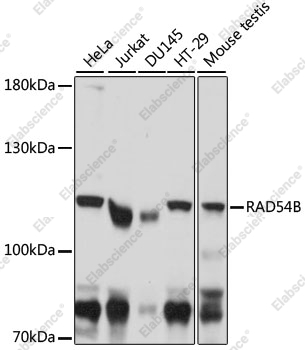 Вестерн-блоттинг, RAD54B, различные клеточные линии