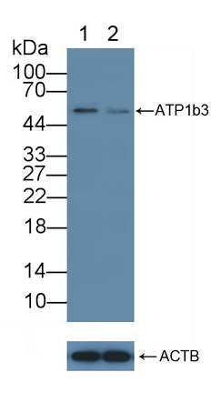 12112