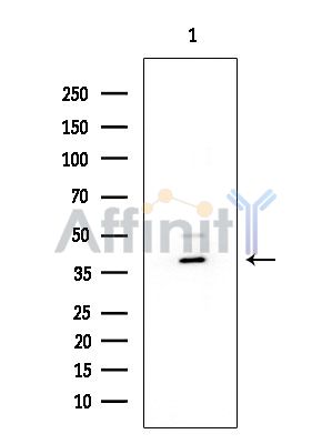 Валидация Affinity DF2786 - 13525
