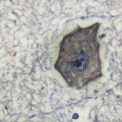 Валидация Affinity AF6291 - 3555