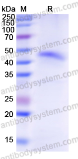 Валидация AntibodySystem YHF96001