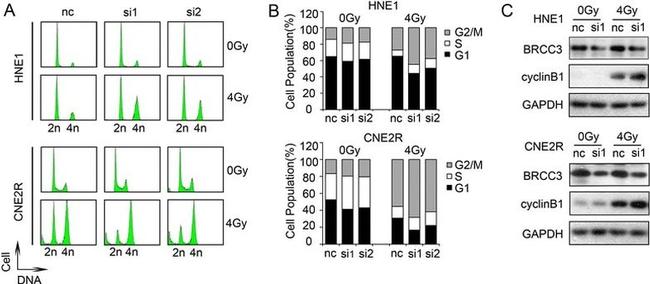 Валидация AssayVector ARM1384(1076)