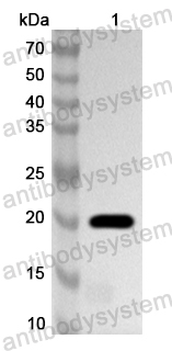 Валидация AntibodySystem PHA73901