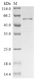 SDS-PAGE