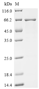 SDS-PAGE