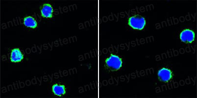 Валидация IF - AntibodySystem RHD68903