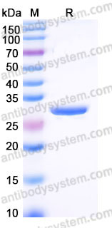 YHB91702, SDS-PAGE