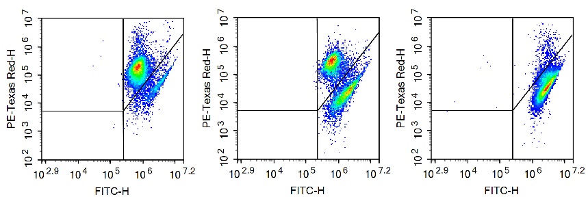 Валидация Elabscience E-CK-A301 - 82