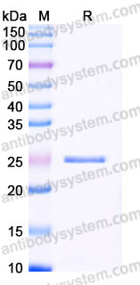 YHB92902, SDS-PAGE