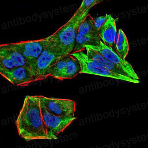 Валидация IF - AntibodySystem RHE80401