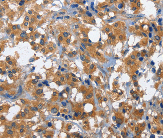 Валидация Elabscience E-AB-11055