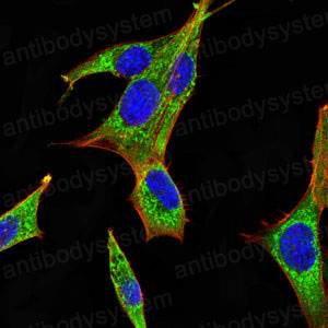 Валидация IF - AntibodySystem RHC33504