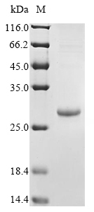 SDS-PAGE
