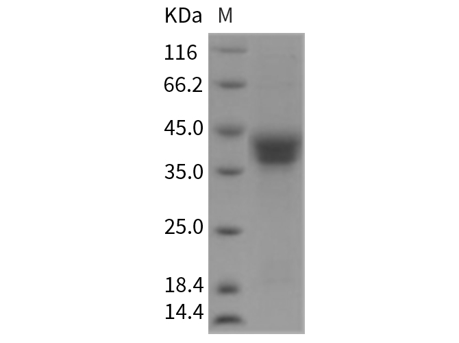 Валидация Elabscience PKSR030207(5567)