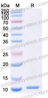 AHE55401, SDS-PAGE