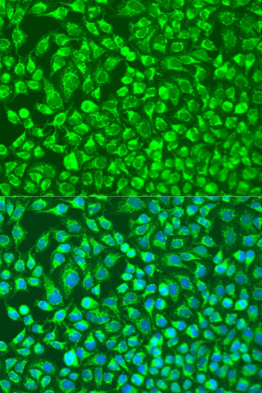Валидация Elabscience E-AB-66536
