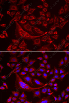 Иммунофлуоресценция, TUFM, клетки MCF7