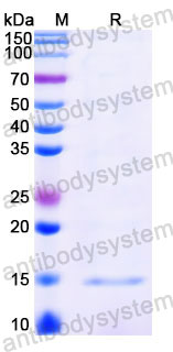 Валидация SDS-PAGE - AntibodySystem RXX08815