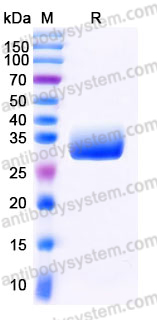 EHK03501, SDS-PAGE