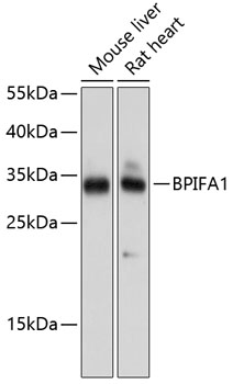 Валидация Elabscience E-AB-65593