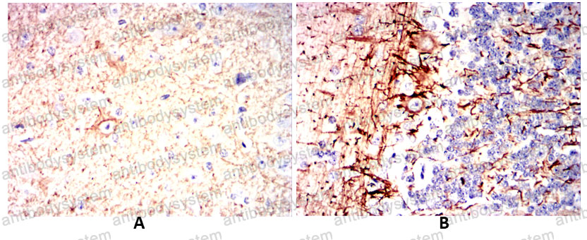 Валидация AntibodySystem RHC23301