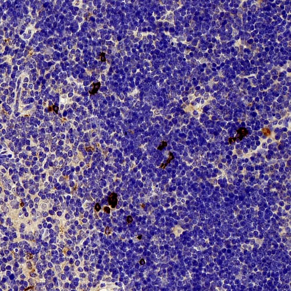 Валидация Elabscience E-AB-70336