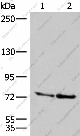Вестерн-блоттинг, DNAJC14, клетки A172 и NIH/3T3