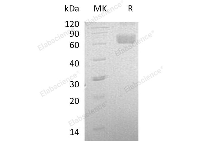 Валидация Elabscience PKSH032685(3117)