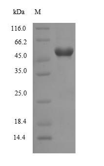 SDS-PAGE