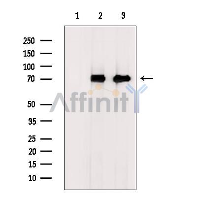 Валидация Affinity DF8920 - 21054