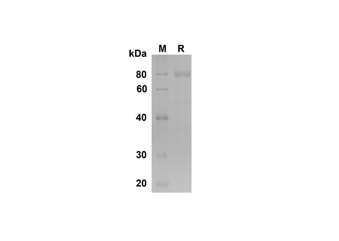 Валидация Elabscience PDMM100161(1121)