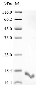 SDS-PAGE