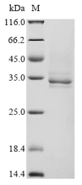 SDS-PAGE