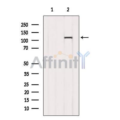 Валидация Affinity AF6342 - 3620