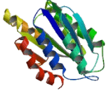 Integrin Alpha 11 (ITGa11) Integrin Alpha 11 (ITGa11)