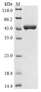 SDS-PAGE