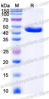 EHC27003, SDS-PAGE