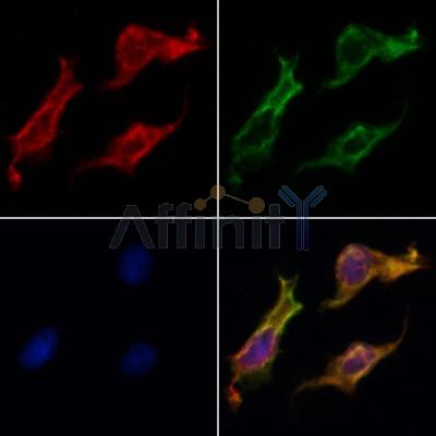 Валидация Affinity AF5482 - 3160