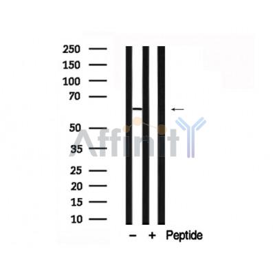 Валидация Affinity AF7728 - 4425