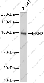 Вестерн-блоттинг, MSH2, клетки A-549