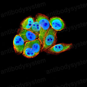 Валидация IF - AntibodySystem RHC90505